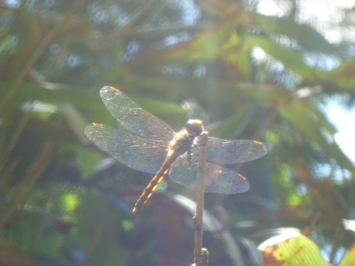 P1070977