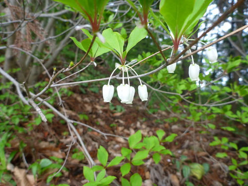 P1040011