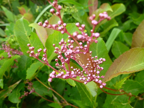 P1070950