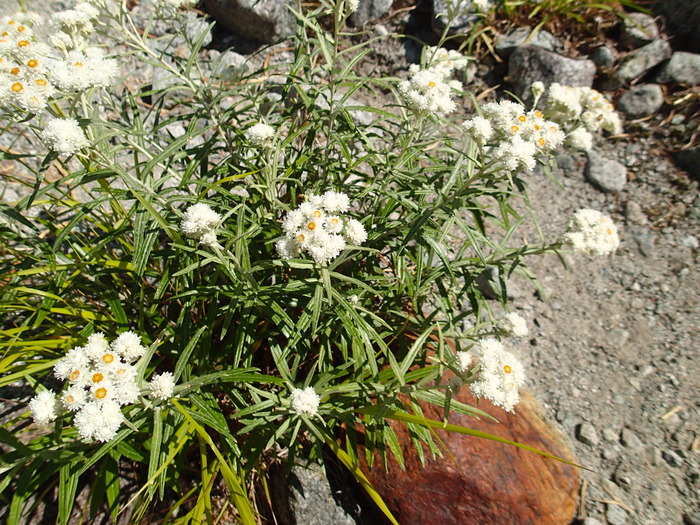 P8103375