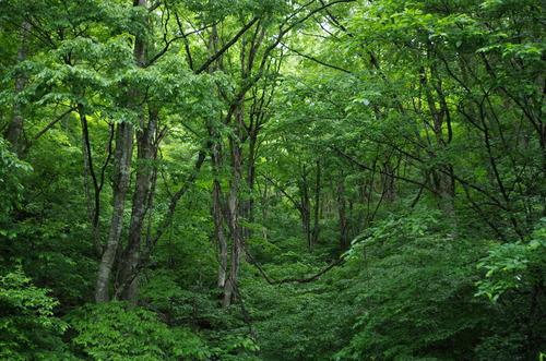 IMGP0666