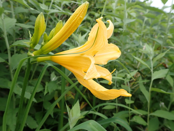 P7060028