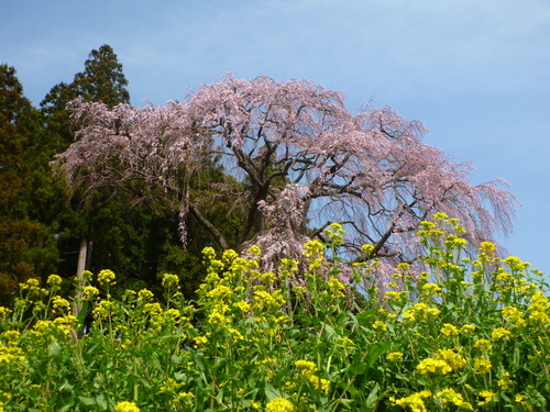 P1030766