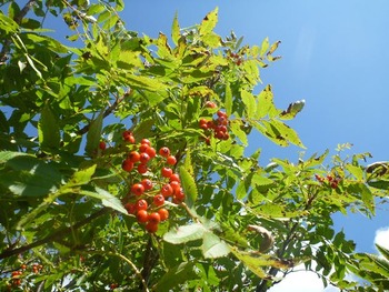 P1000594_R