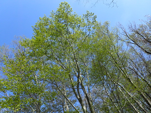 P4300128