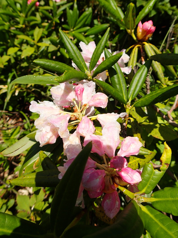 P7133314