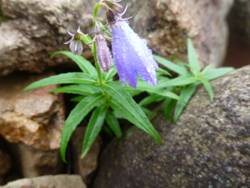 P1010516