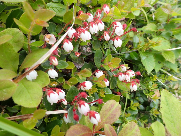 P7060012