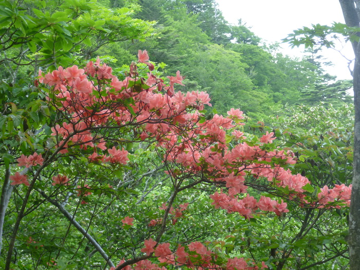 P1060409