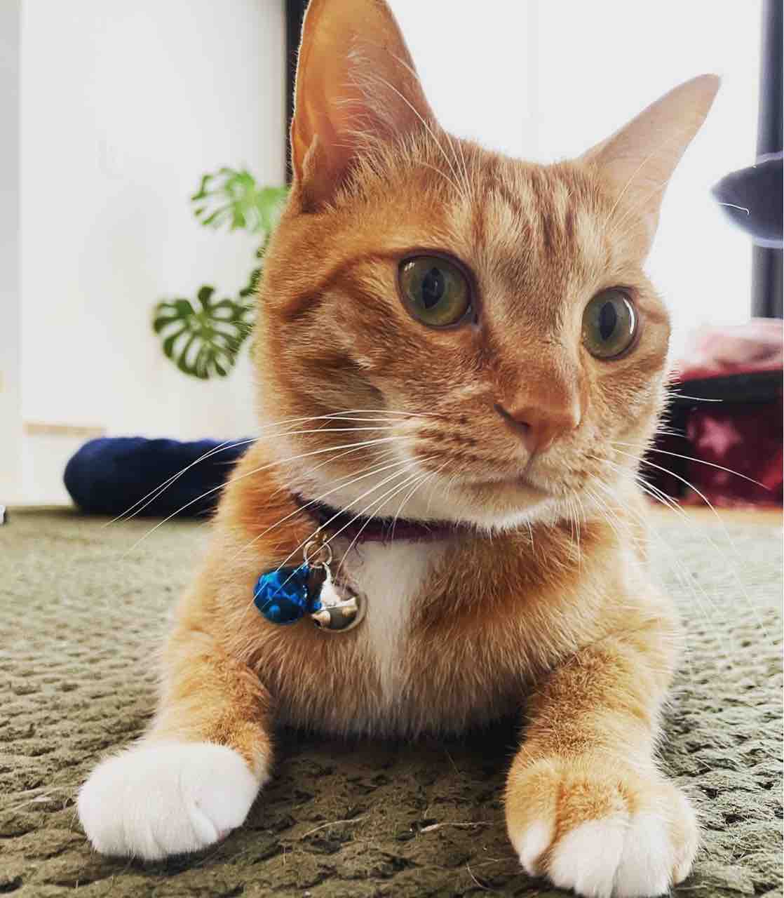 スフィンクス Fwf Radhichi ラディッチ