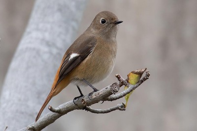 20191230birds (5)