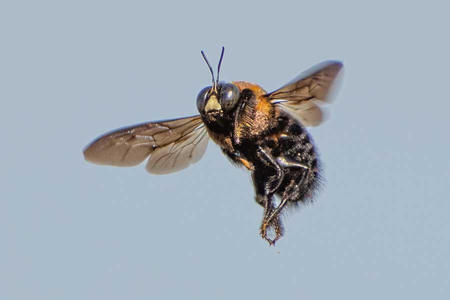 クマンバチ ゴタク並べ