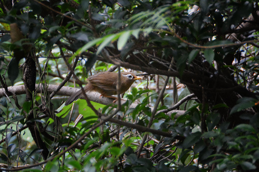 セミの鳴きまねをする鳥 ゴタク並べ セミの鳴きまねをする鳥 ゴタク並べ