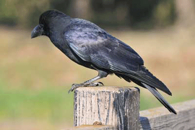 カラスの濡れ羽色 ゴタク並べ カラスの濡れ羽色 ゴタク並べ