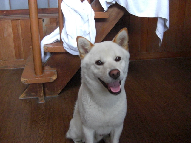 チロル 海水浴で泳ぐ犬 かなり賢い感じ ありふれた日常 Common Daily Life