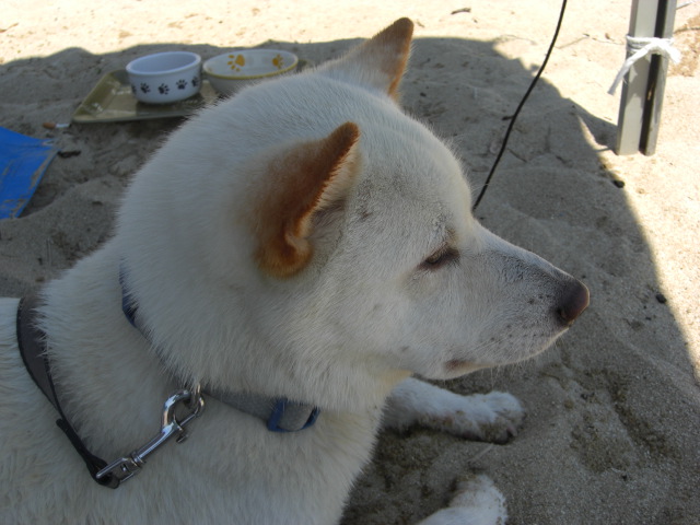 チロル君 泳ぎは得意だよ ビーチでおうさん犬って ありふれた日常 Common Daily Life