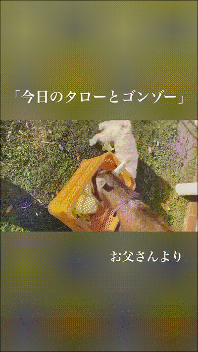乃木坂46 与田祐希 今日のタローとゴンゾー 動画 乃木坂46まとめ ラジオの時間 乃木坂46 与田祐希 今日のタローとゴンゾー 動画 乃木坂46まとめ ラジオの時間