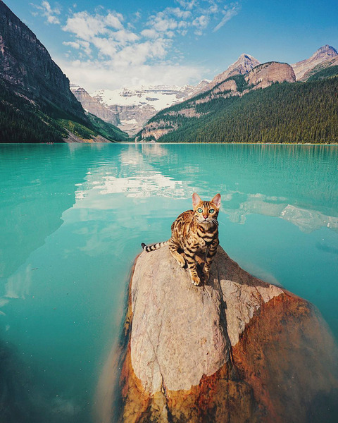 adventures-suki-the-cat-canada-54-59b297deca671--880