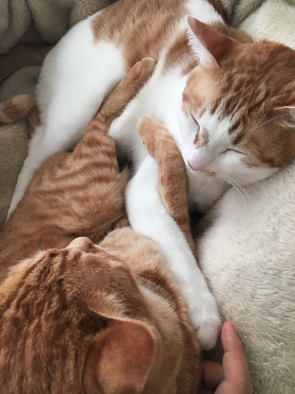 兄弟の盃 Happy End のその後 Powered By ライブドアブログ