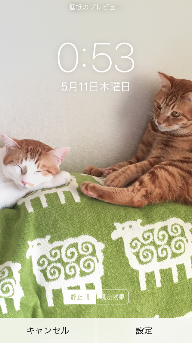 待ち受け画面はもちろん猫 : Happy end のその後・・・☆ Powered by