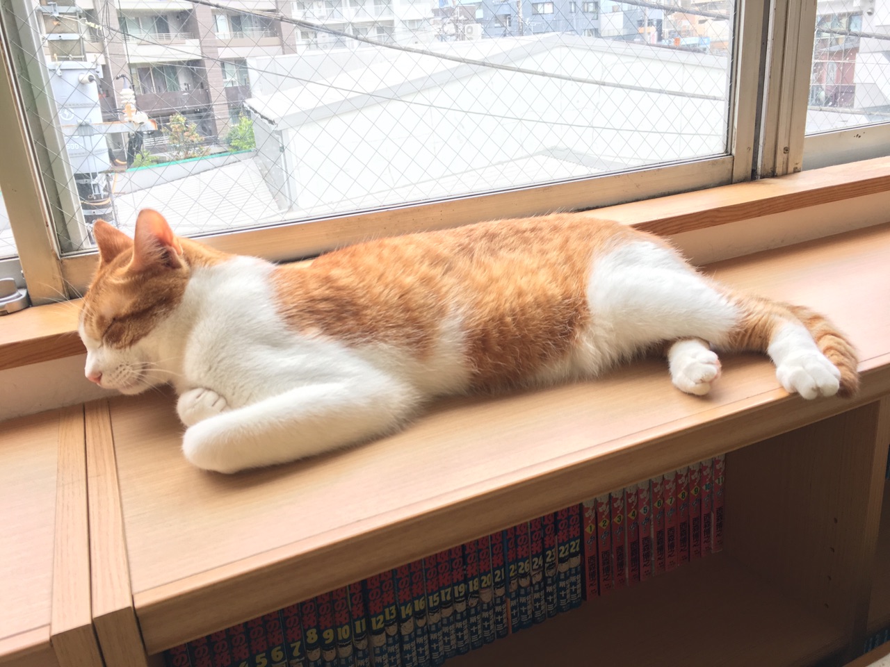 いつもと違う 猫ヨガ F F Happy End のその後 Powered By ライブドアブログ