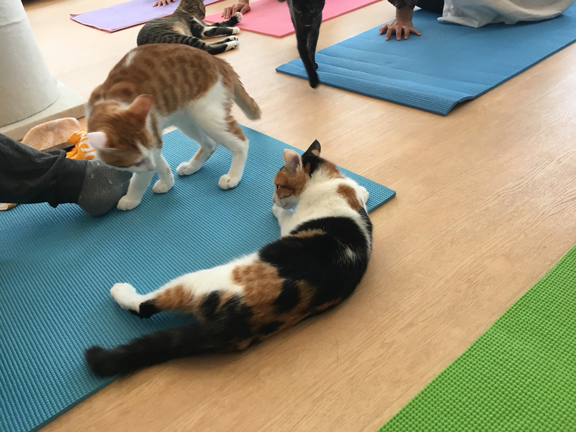 猫ヨガ行ってきた Fwf V Happy End のその後 Powered By ライブドアブログ