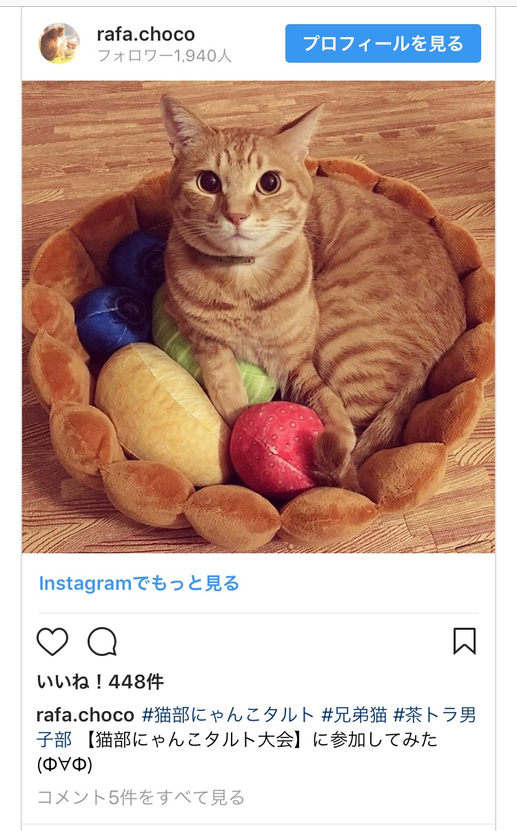 うちのフルーツタルト猫が 入賞しました Happy End のその後 Powered By ライブドアブログ