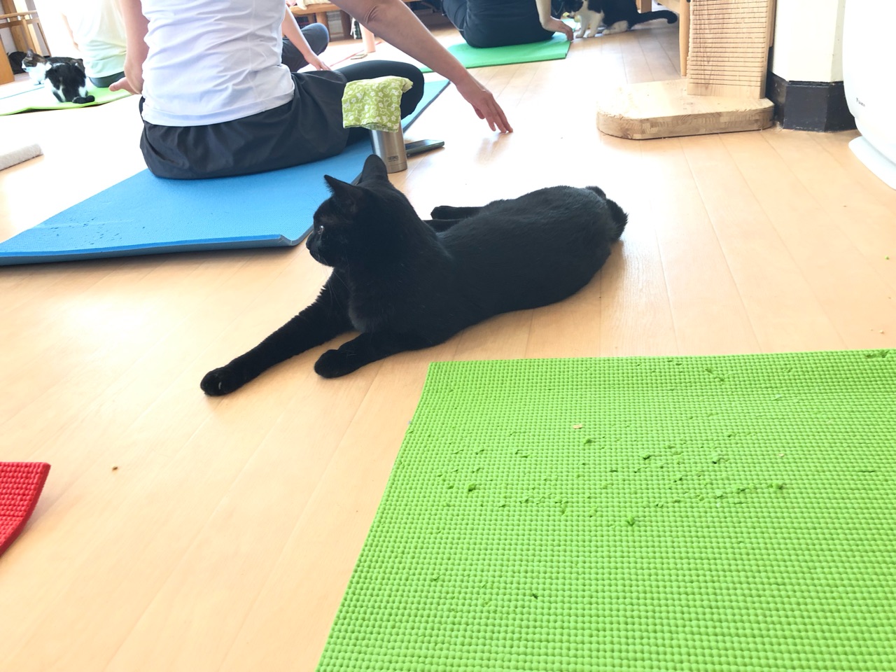 猫ヨガ 新聞に載ったらしい Fwf Happy End のその後 Powered By ライブドアブログ