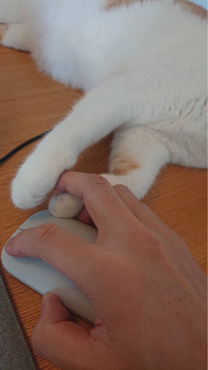 邪魔する猫と 凶暴な猫シリーズ Happy End のその後 Powered By ライブドアブログ