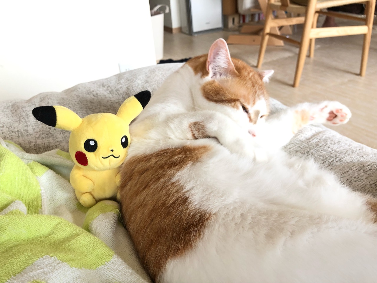 ピカチュウとねこ Happy End のその後 Powered By ライブドアブログ