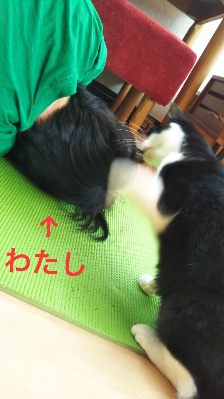 gwを猫カフェで過ごす Happy End のその後 Powered By ライブドアブログ gwを猫カフェで過ごす Happy End のその後 Powered By ライブドアブログ