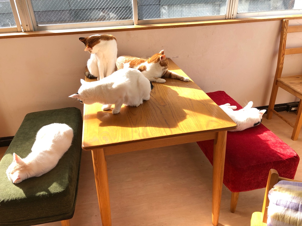 猫式ヨガとマッシュ ｂセットのアジフライに唐揚げ２個トッピングで玄米ハーフ ジンジャーエール辛口と伊藤理佐 Happy End のその後 Powered By ライブドアブログ