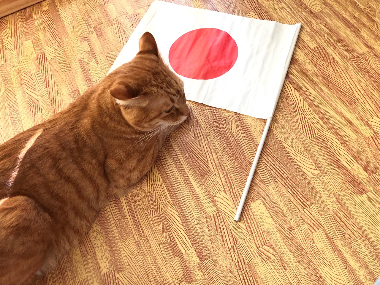 日の丸と猫とオムツの話 Happy End のその後 Powered By ライブドアブログ 日の丸と猫とオムツの話 Happy End のその後 Powered By ライブドアブログ