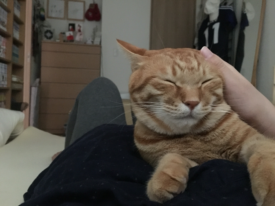 猫と過ごす１日 こんな感じ Happy End のその後 Powered By ライブドアブログ