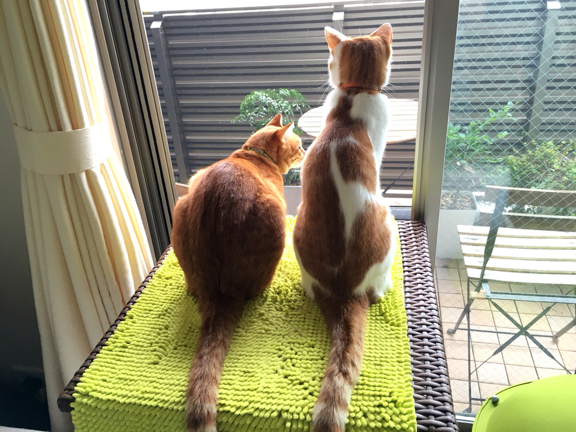 猫と過ごす休日 Happy End のその後 Powered By ライブドアブログ