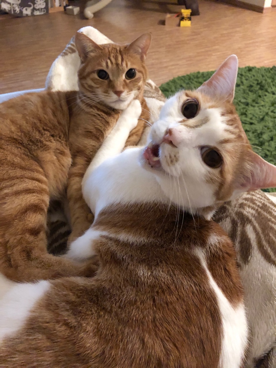 猫と会話 Happy End のその後 Powered By ライブドアブログ 猫と会話 Happy End のその後 Powered By ライブドアブログ