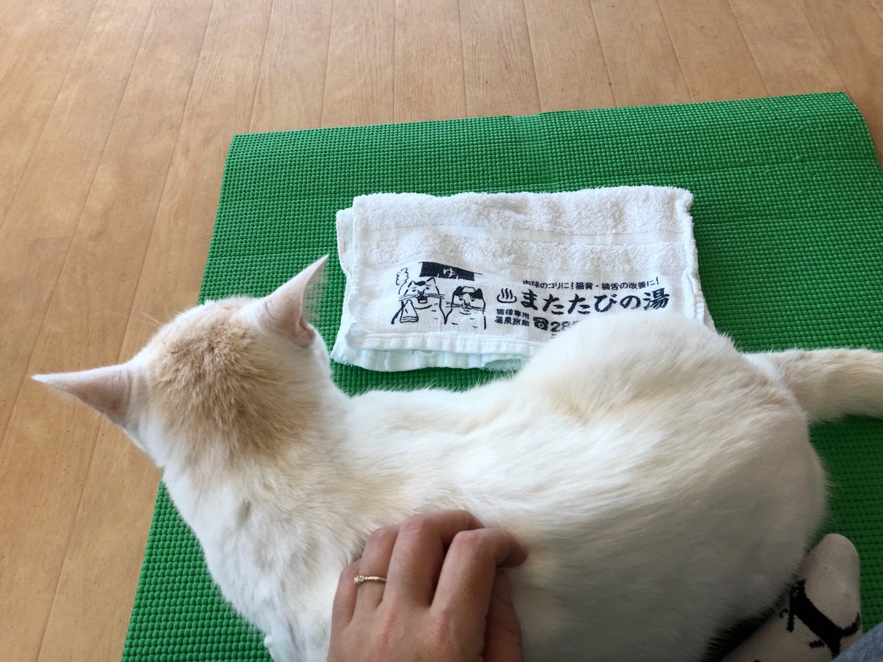 猫式ヨガとマッシュ ｂセットのアジフライに唐揚げ２個トッピングで玄米ハーフ ジンジャーエール辛口と伊藤理佐 Happy End のその後 Powered By ライブドアブログ