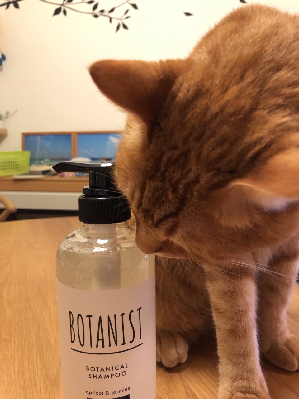 おうち猫ストレッチ : Happy end のその後・・・☆ Powered by 