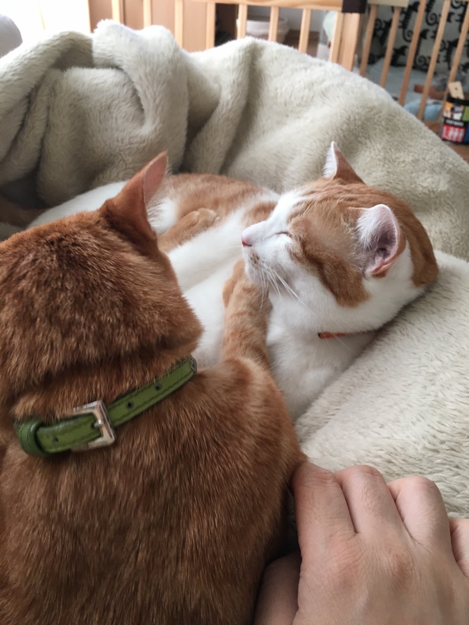 兄弟の盃 Happy End のその後 Powered By ライブドアブログ