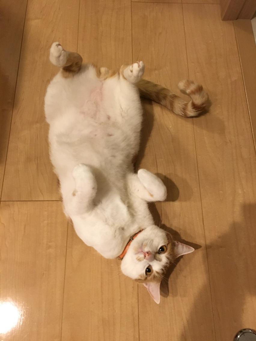 愛猫を足でこねこねする幸せ : Happy end のその後・・・☆ Powered by 