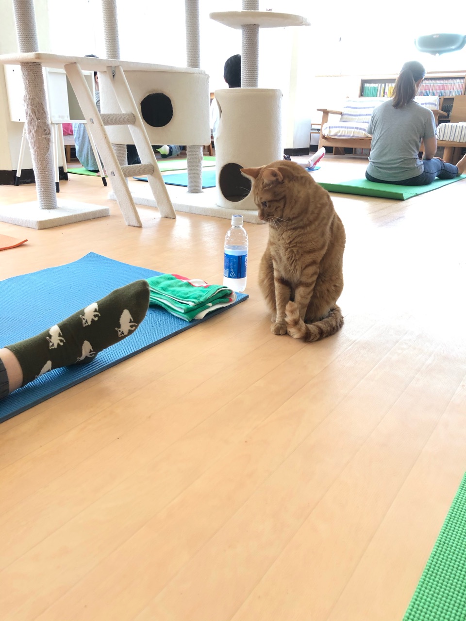 猫式ヨガとマッシュ ｂセットのアジフライに唐揚げ２個トッピングで玄米ハーフ ジンジャーエール辛口と伊藤理佐 Happy End のその後 Powered By ライブドアブログ