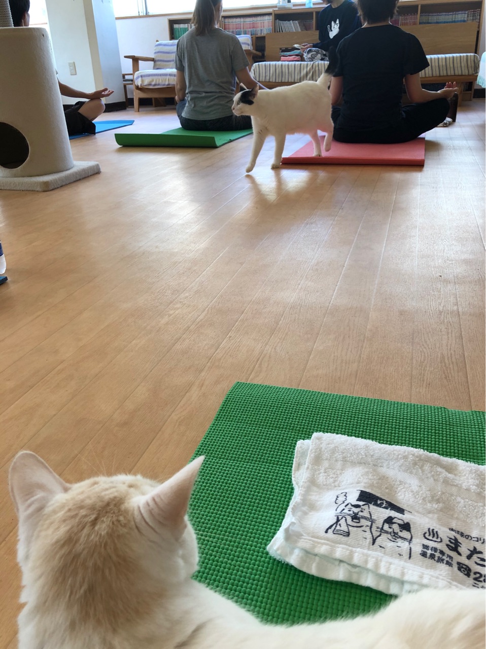 猫式ヨガとマッシュ ｂセットのアジフライに唐揚げ２個トッピングで玄米ハーフ ジンジャーエール辛口と伊藤理佐 Happy End のその後 Powered By ライブドアブログ