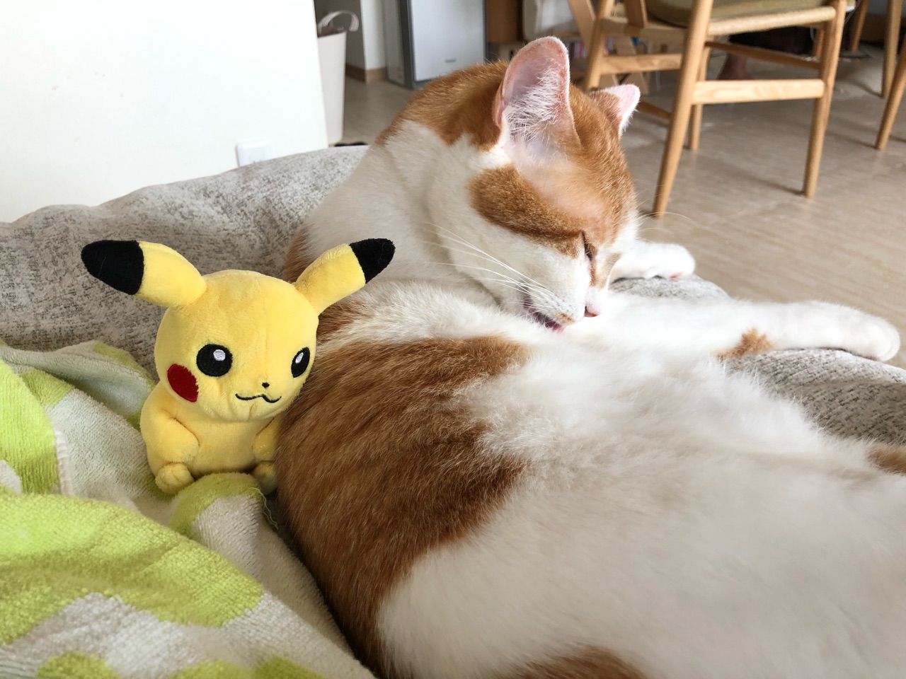 ピカチュウとねこ Happy End のその後 Powered By ライブドアブログ