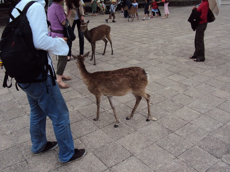 DSC00654