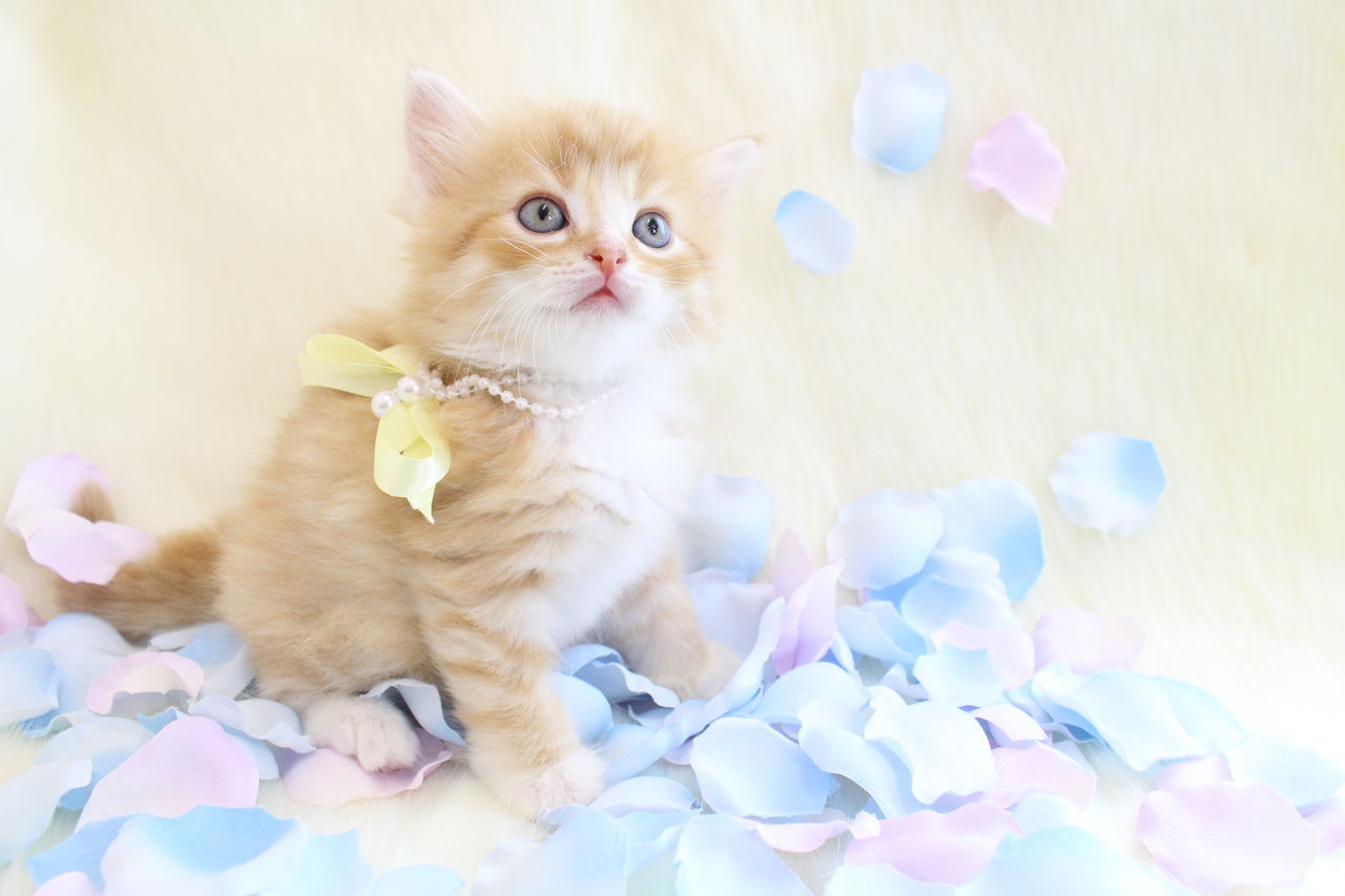 ラガマフィン赤ちゃん誕生 ｂｒｅｅｄｅｒ ｓｈｏｐ にくきゅう