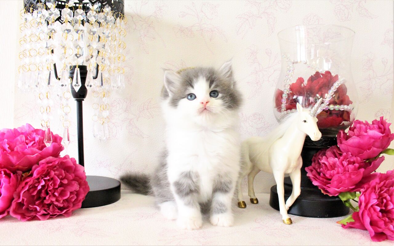 ブルーホワイト ラガマフィン ｂｒｅｅｄｅｒ ｓｈｏｐ にくきゅう