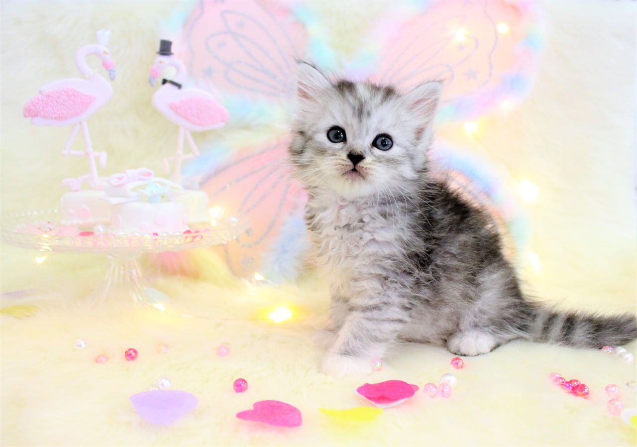 ラガマフィン 可愛いパステル写真 breeder shop にくきゅう ラガマフィン 可愛いパステル写真 breeder shop にくきゅう