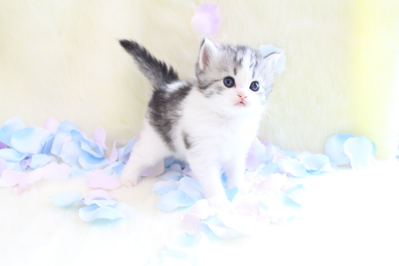 ラガマフィン 天使の可愛さ最新写真 breeder shop にくきゅう ラガマフィン 天使の可愛さ最新写真 breeder shop にくきゅう