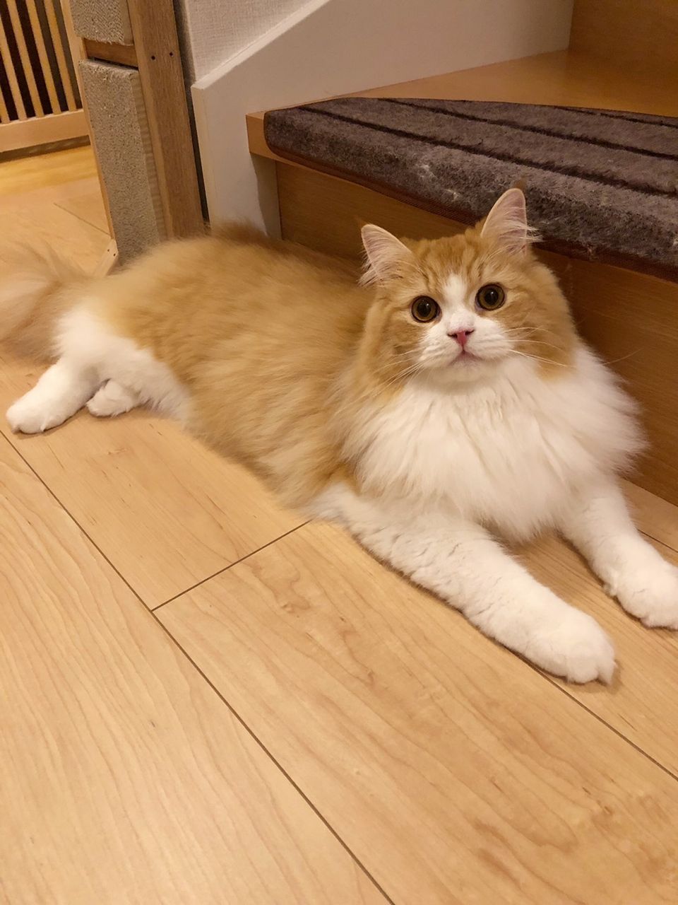ラガマフィンの アランくん オーナー様より ｂｒｅｅｄｅｒ ｓｈｏｐ にくきゅう