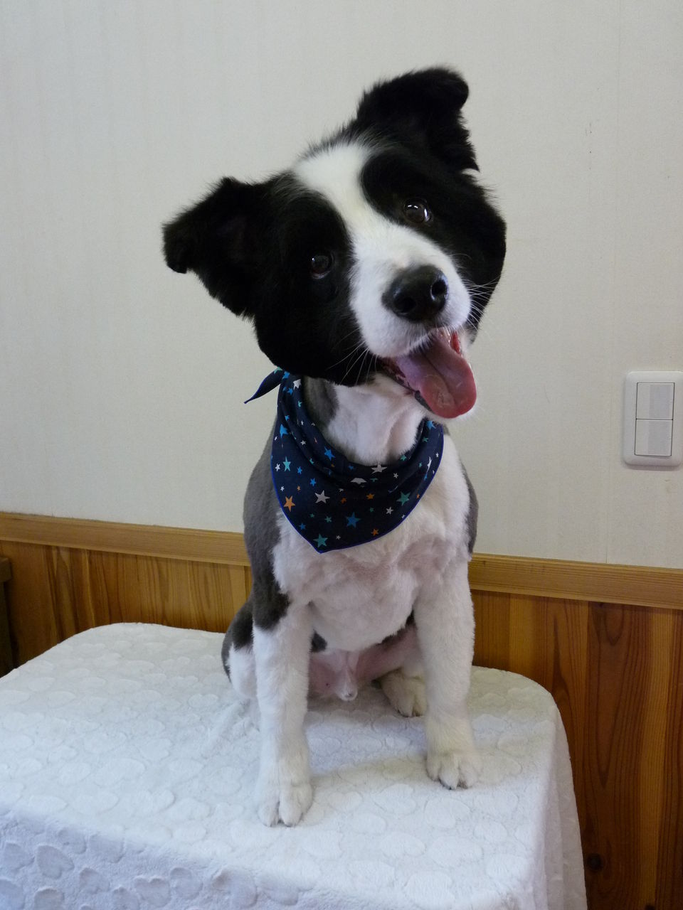 ボーダーコリーのまさお君 きなこちゃん Rag Doll